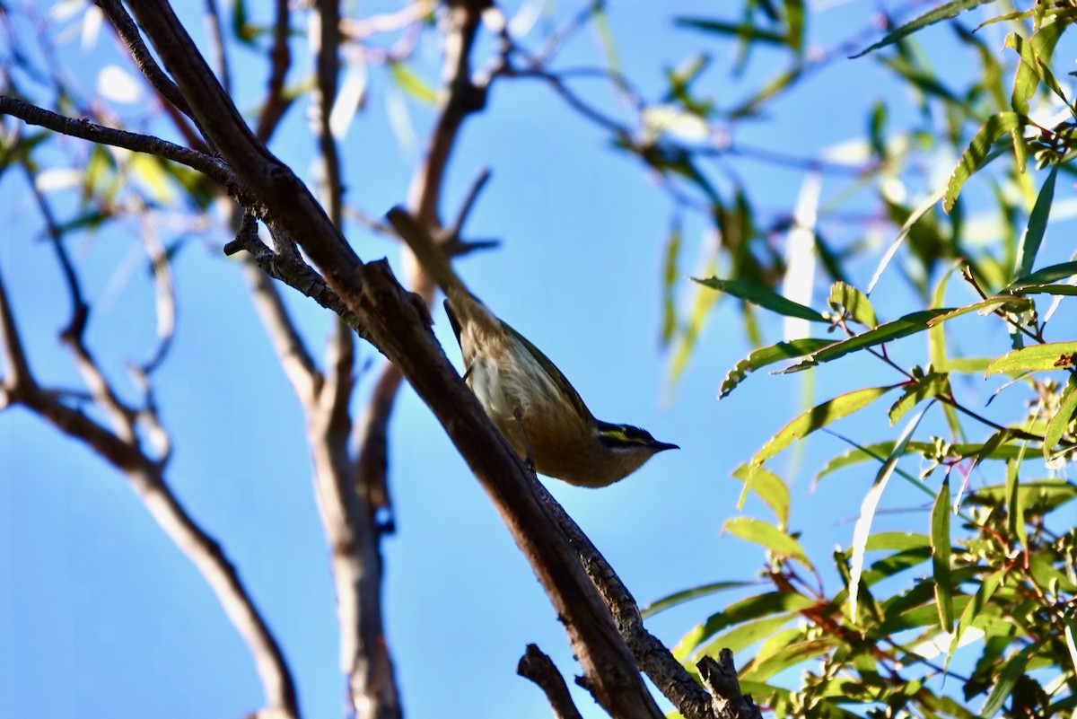 Yellow-faced Honeyeater - Andrew Iwaniuk