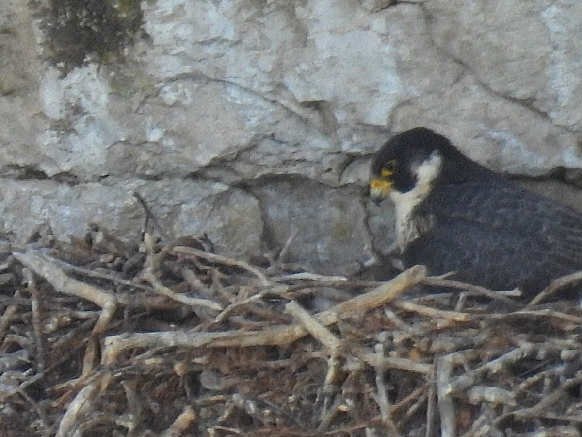 Peregrine Falcon - Melody Walsh