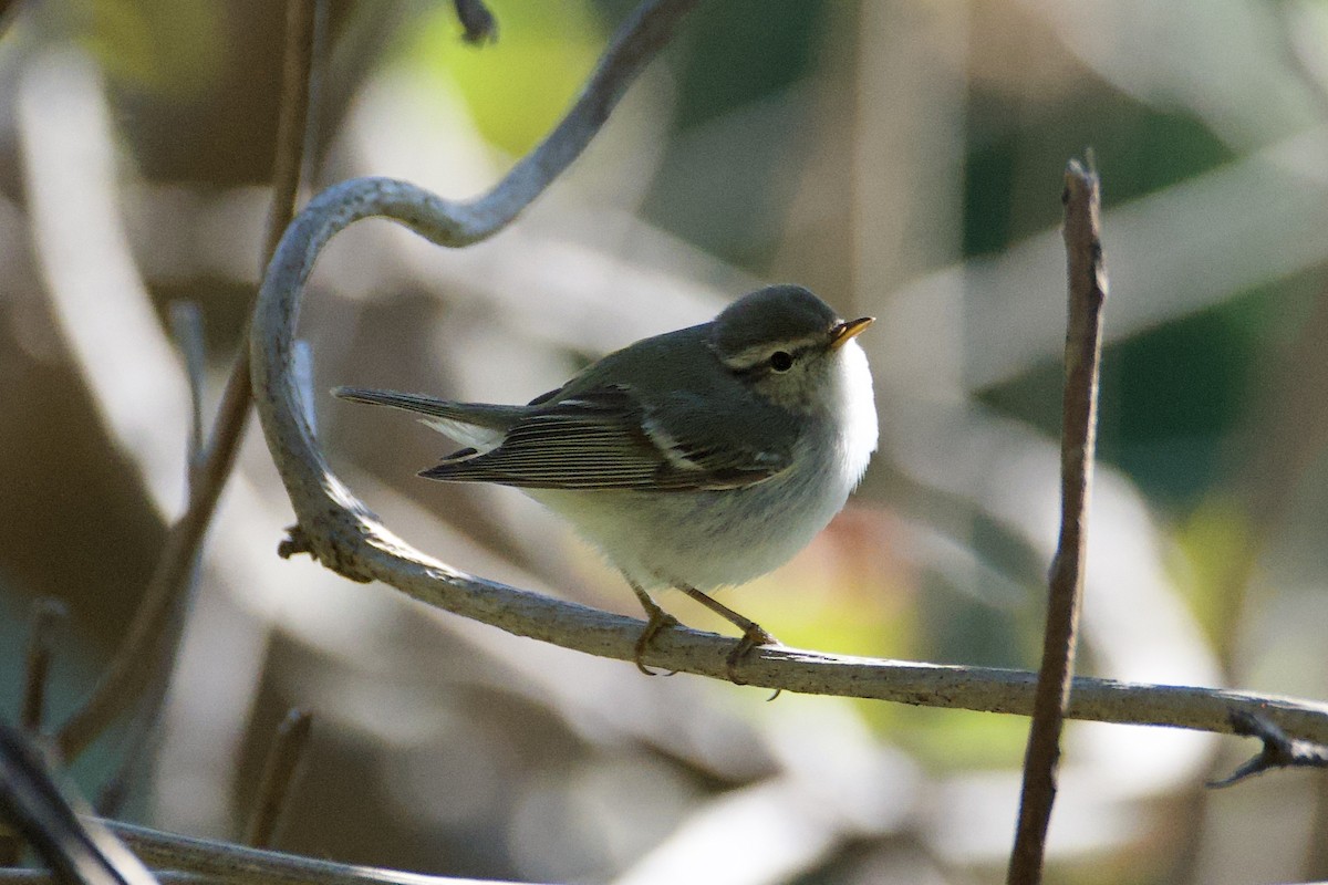 Yellow-browed Warbler - Fran Kim