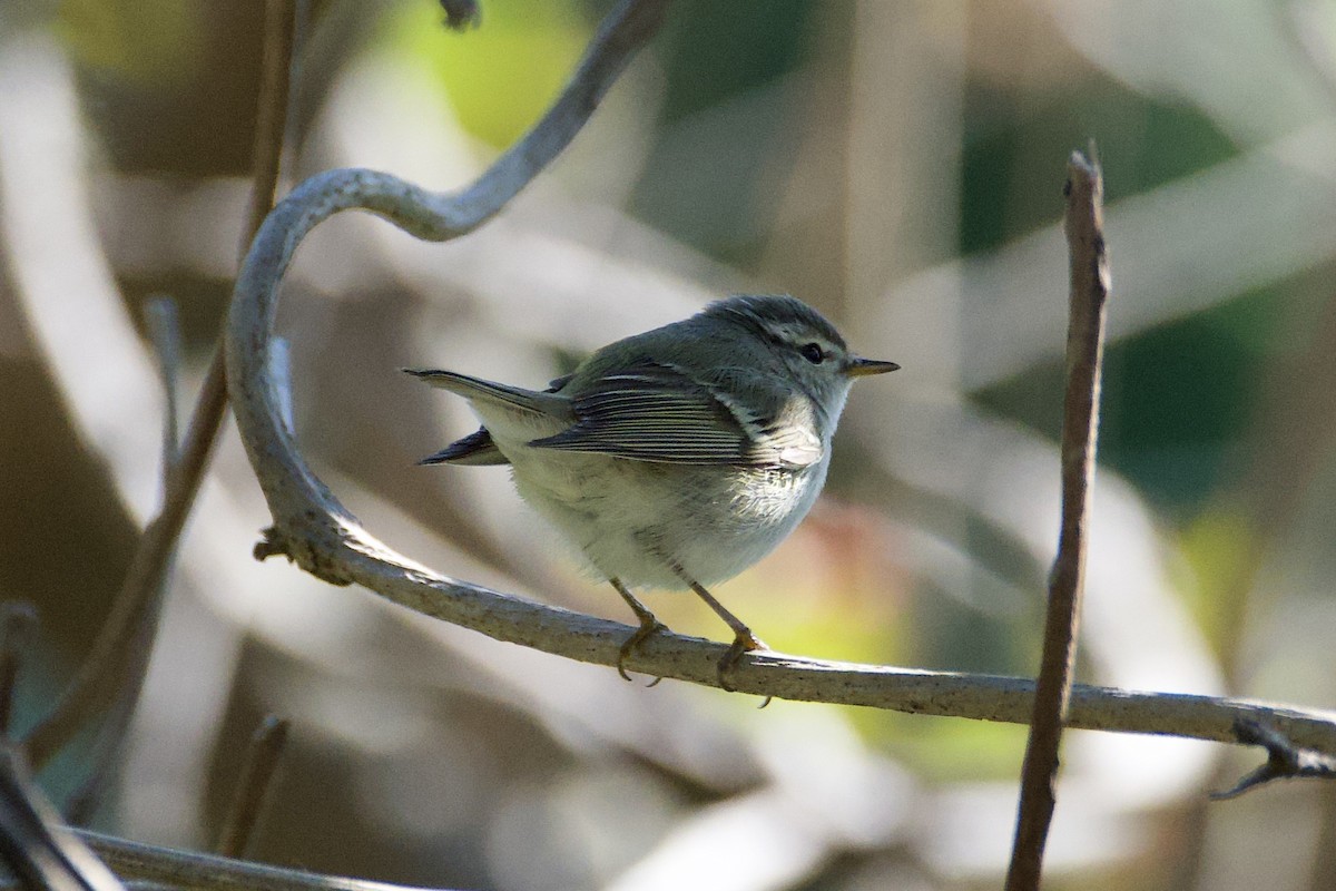 Yellow-browed Warbler - Fran Kim