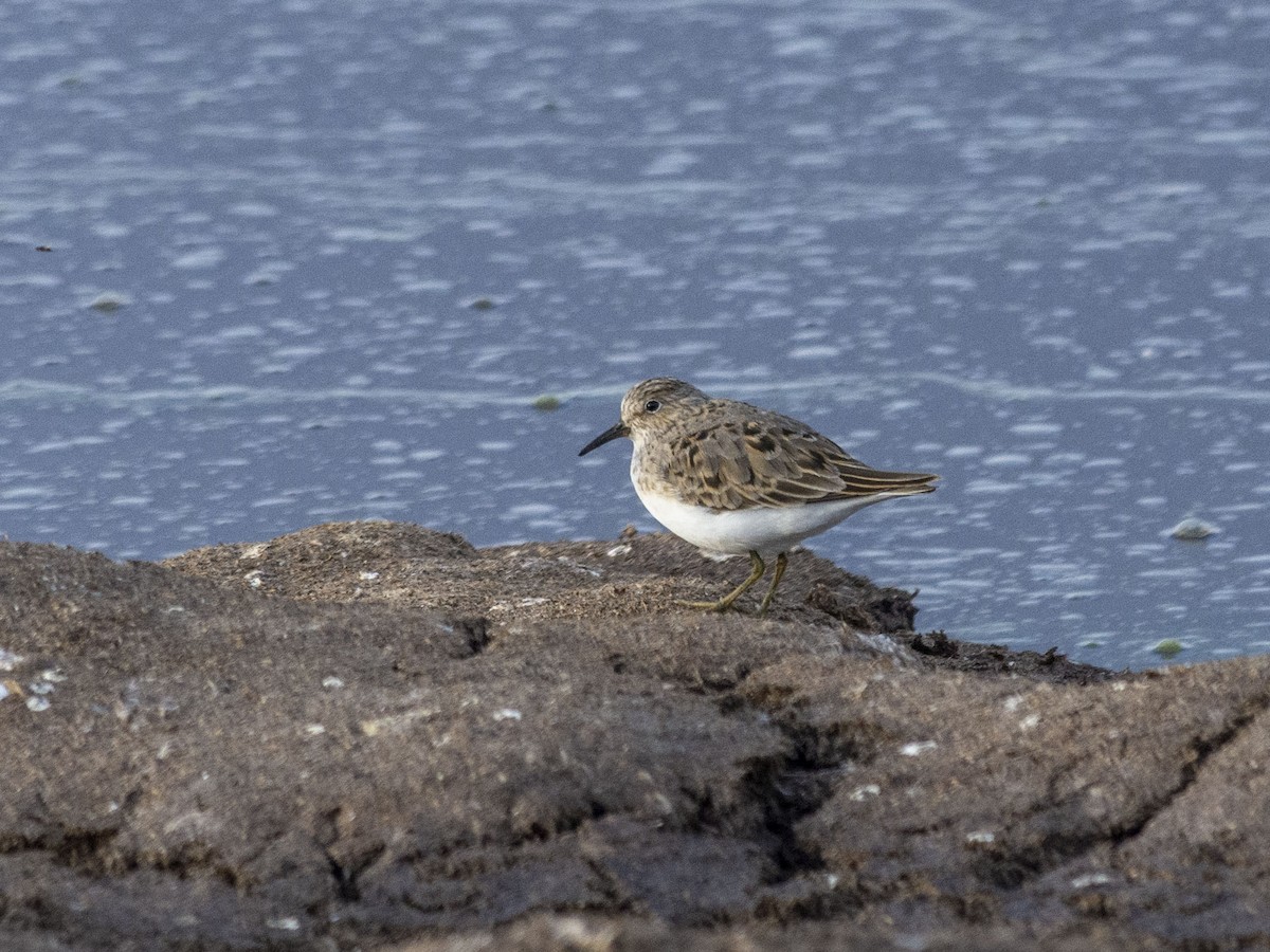 Temminck's Stint - Boris Georgi