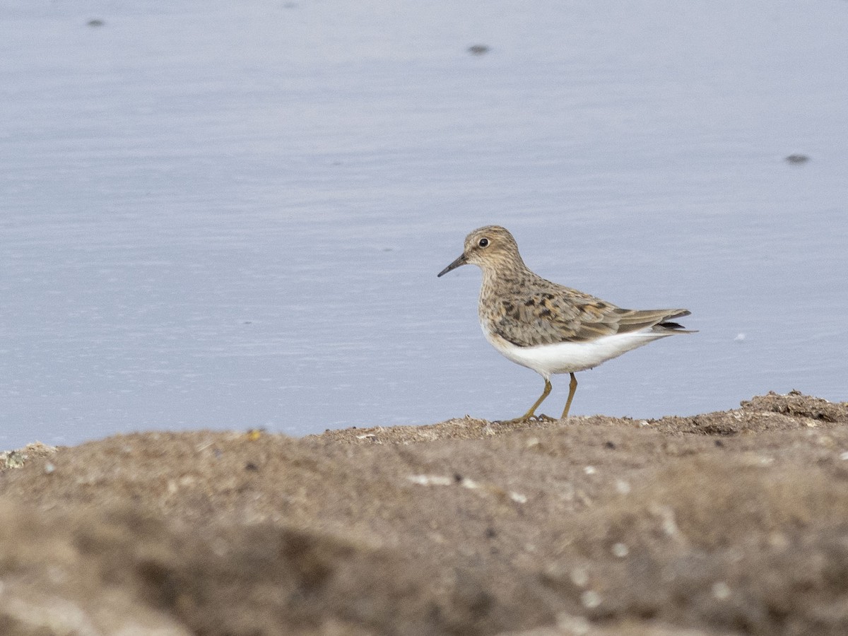 Temminck's Stint - Boris Georgi