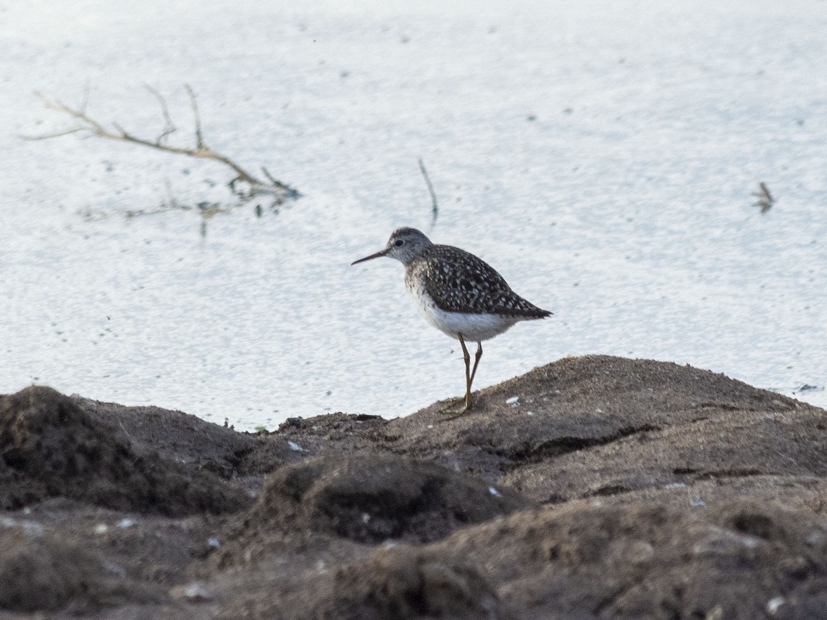 Wood Sandpiper - Boris Georgi