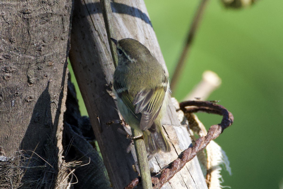 Yellow-browed Warbler - Fran Kim