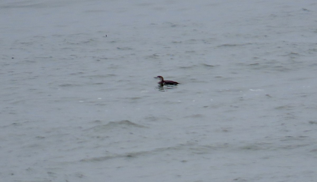 Red-throated Loon - Petra Clayton