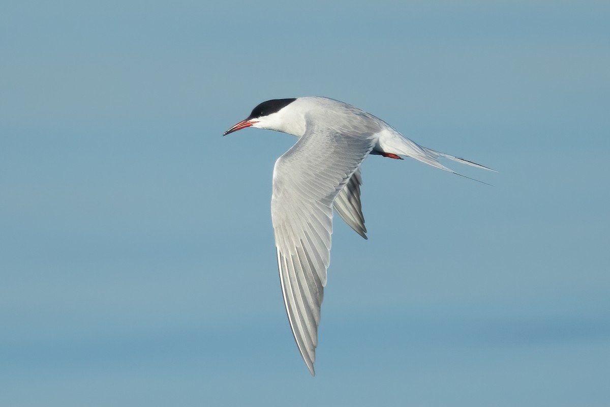 Common Tern - ML619430854