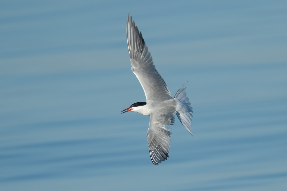 Common Tern - Ilya Povalyaev