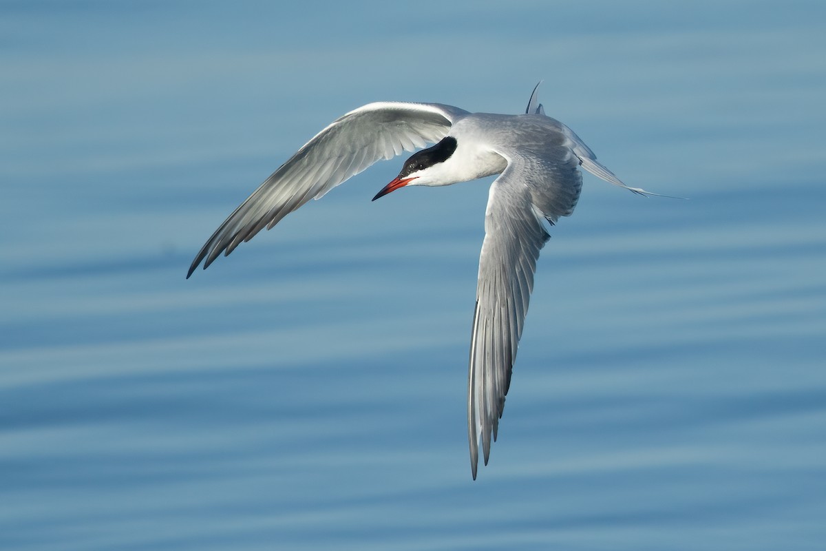 Common Tern - Ilya Povalyaev