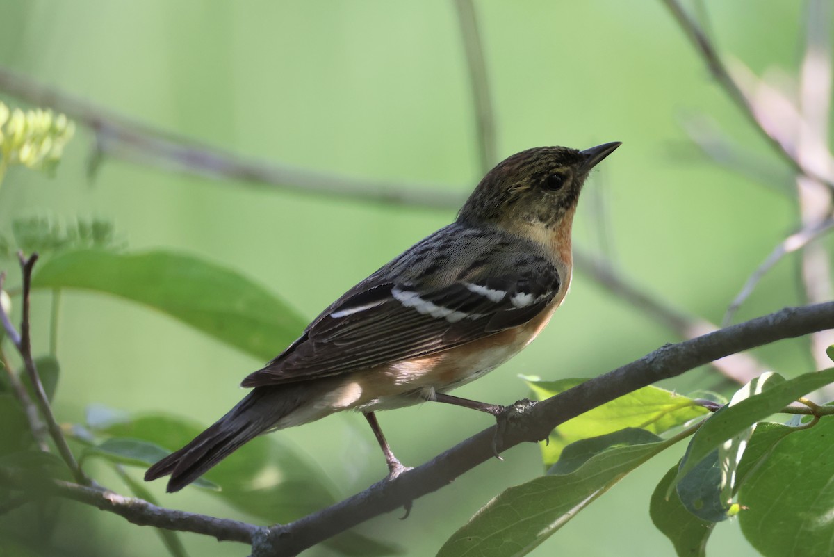 Bay-breasted Warbler - Lindsey Mitchell