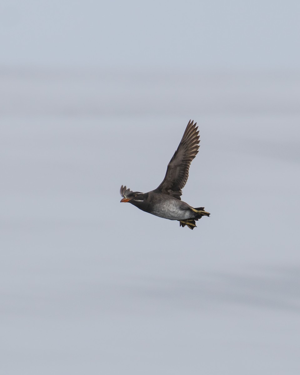 Rhinoceros Auklet - Mark Sawyer