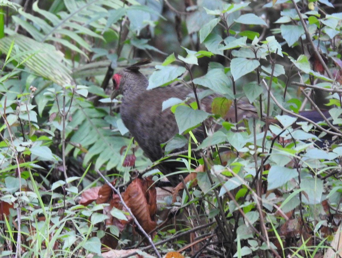 Kalij Pheasant - Suebsawat Sawat-chuto