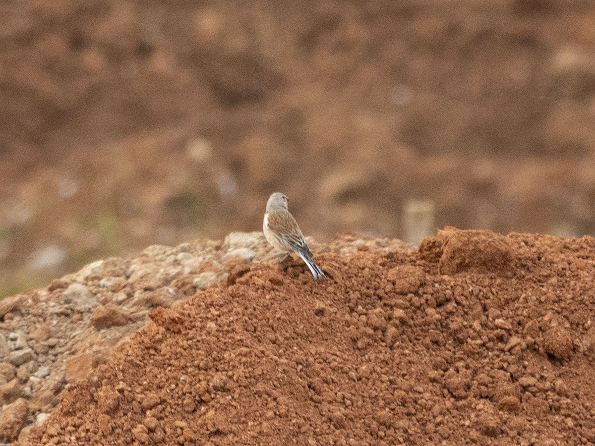 Eurasian Linnet - Boris Georgi