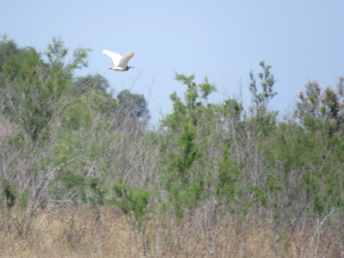 Squacco Heron - Juan M. Trujillo