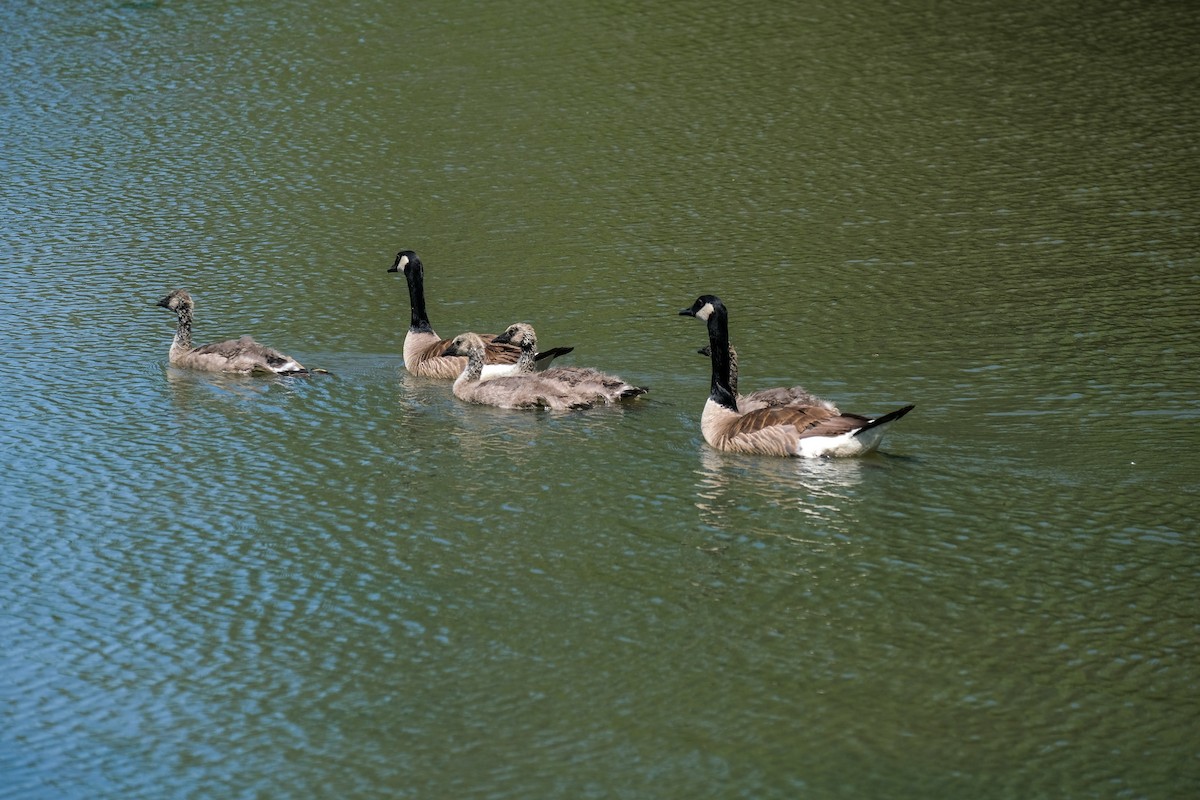 Canada Goose - Rodolfo Ramírez