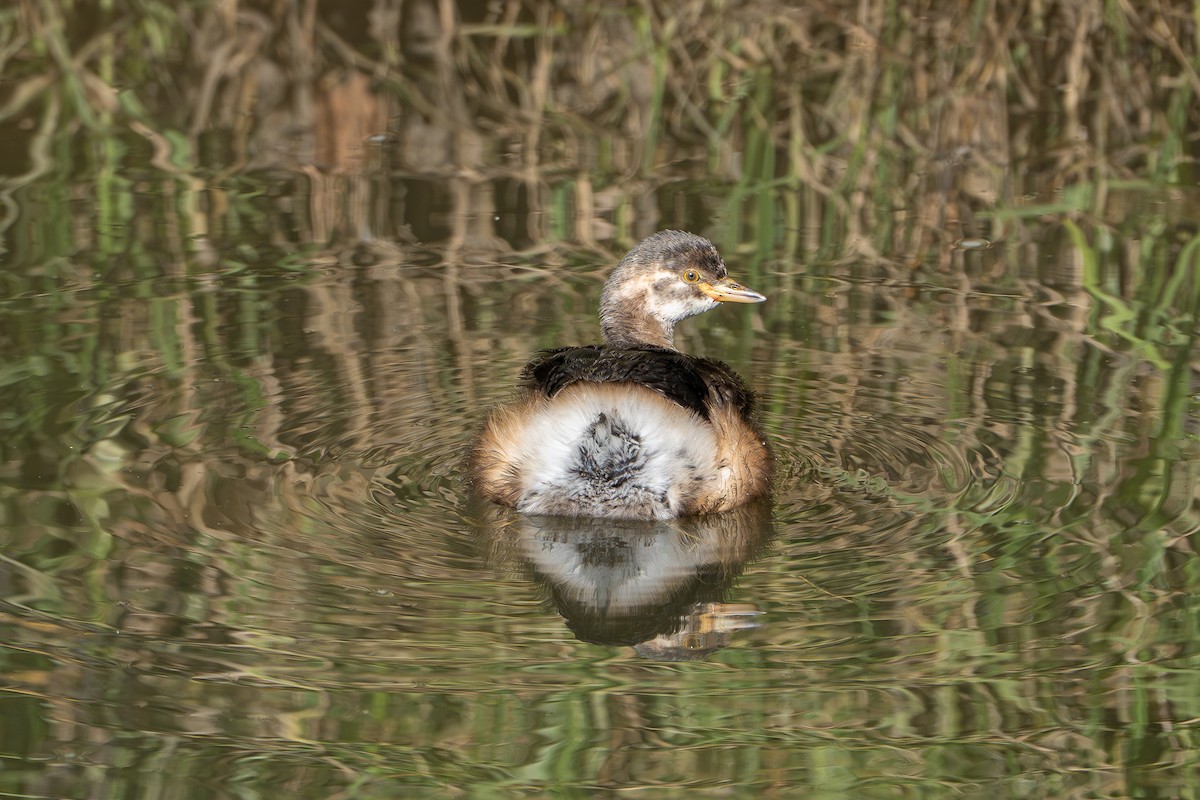 Australasian Grebe - ML619430878