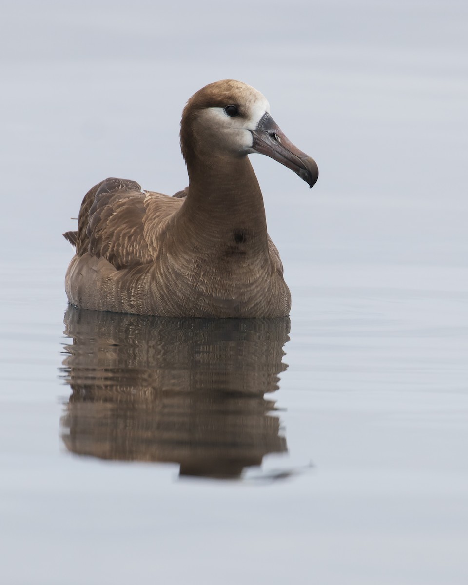 Black-footed Albatross - Mark Sawyer