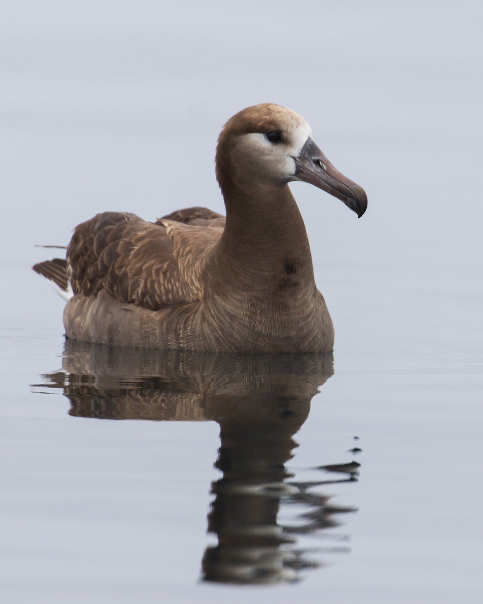 Black-footed Albatross - Mark Sawyer