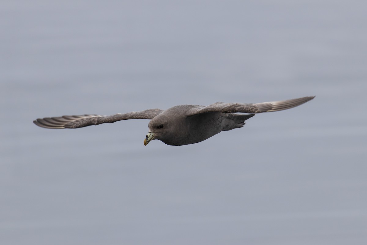 Northern Fulmar - Mark Sawyer