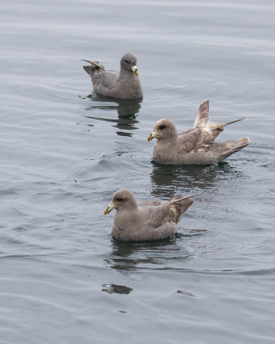 Northern Fulmar - Mark Sawyer