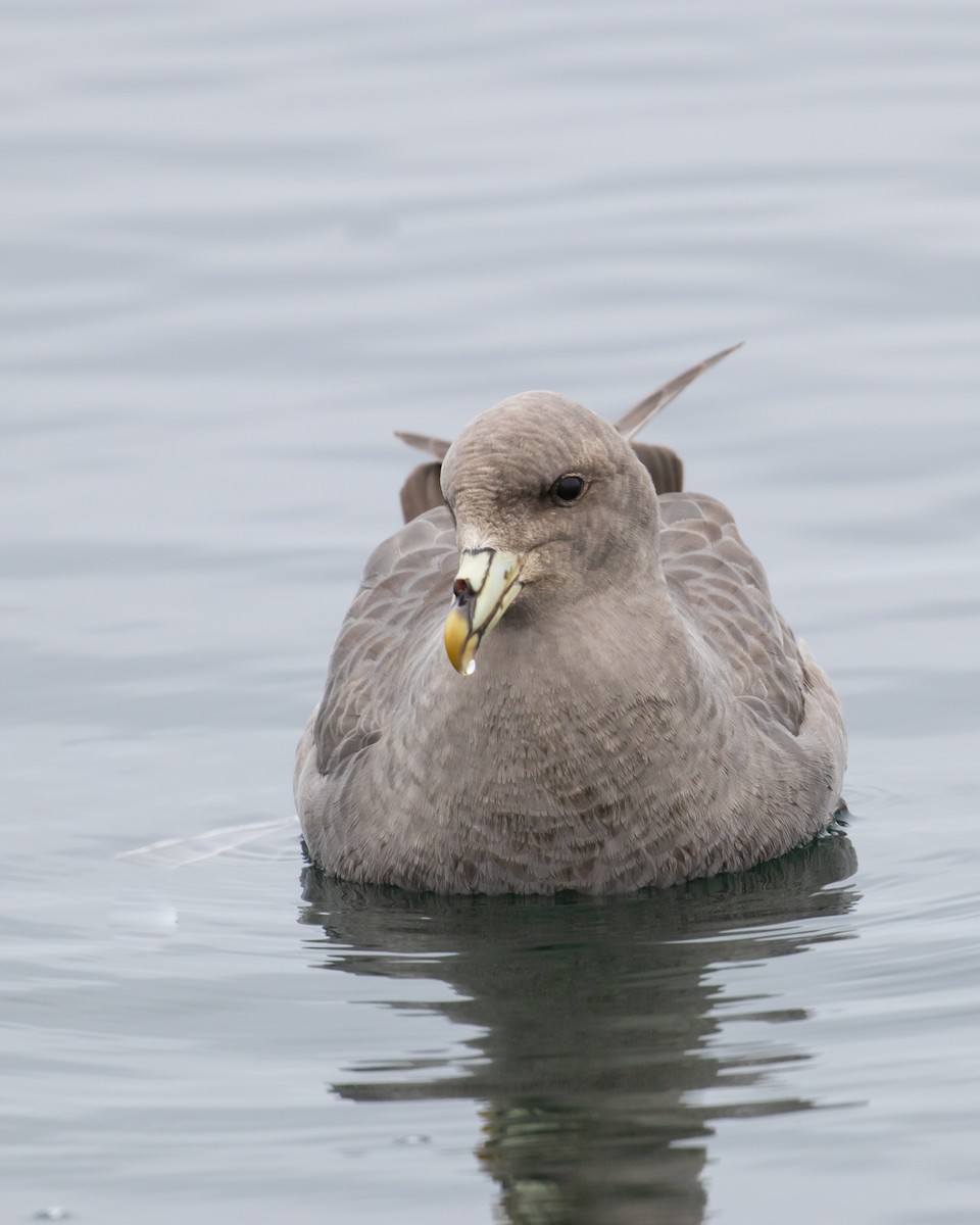 Northern Fulmar - Mark Sawyer