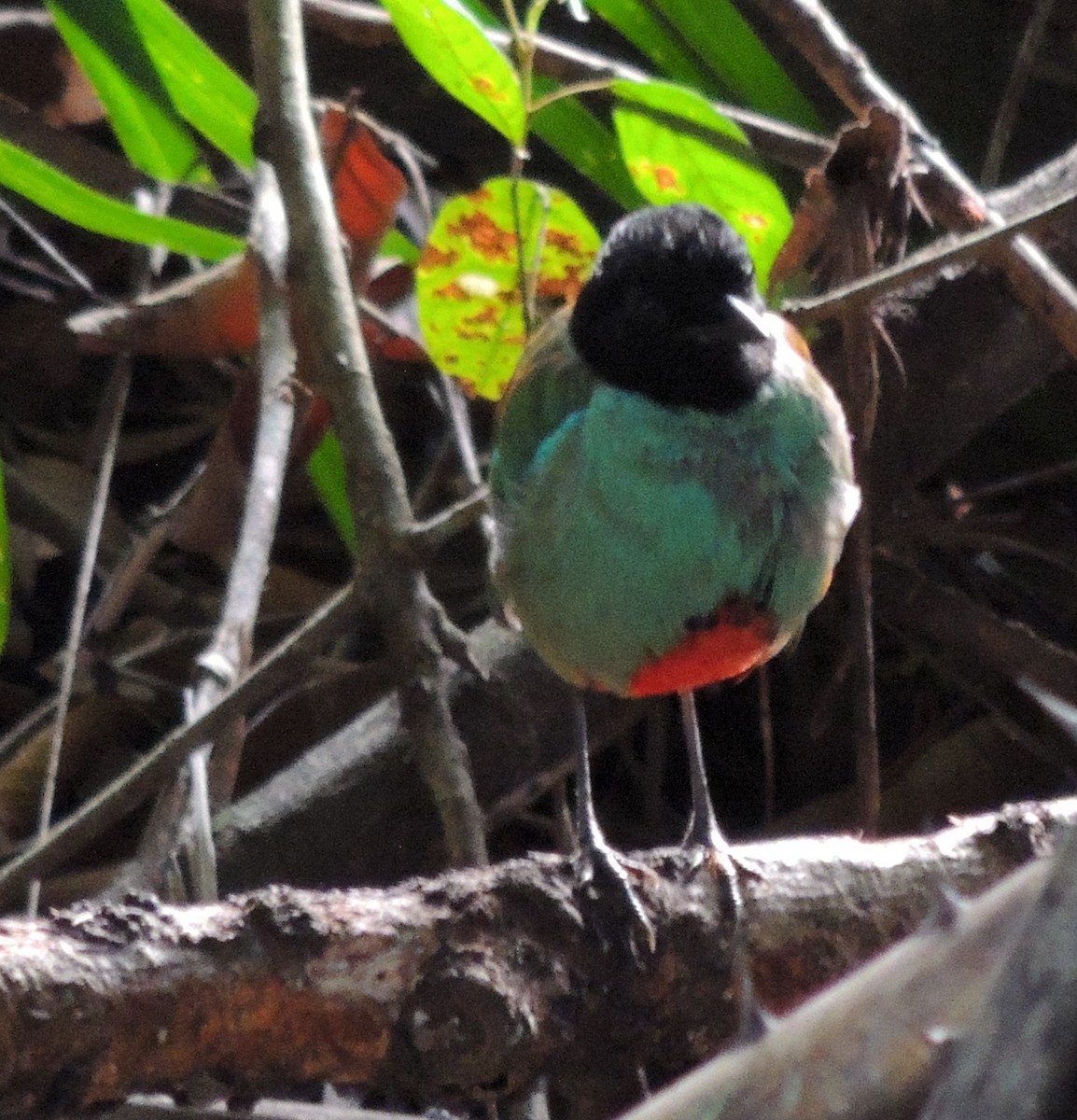 Western Hooded Pitta (Sunda) - ML619430889