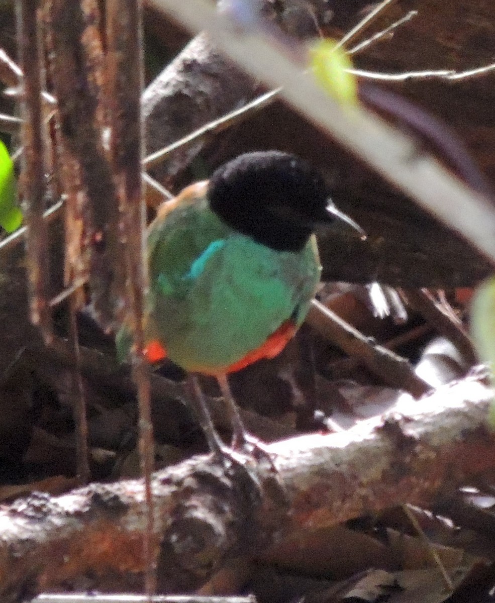 Western Hooded Pitta (Sunda) - ML619430890