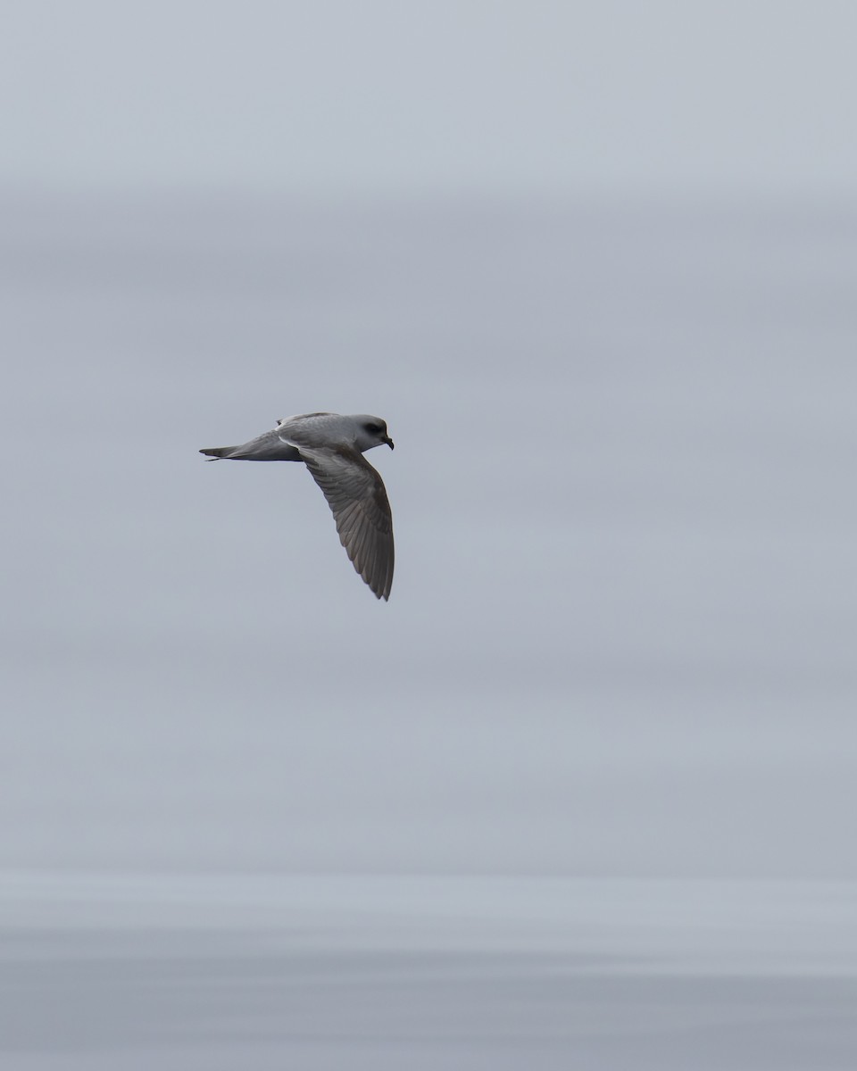 Fork-tailed Storm-Petrel - Mark Sawyer