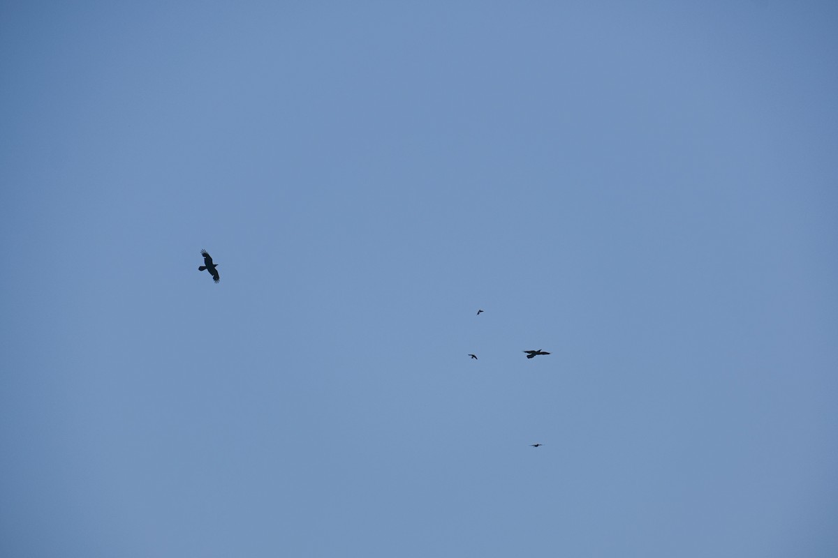 Turkey Vulture - Rodolfo Ramírez