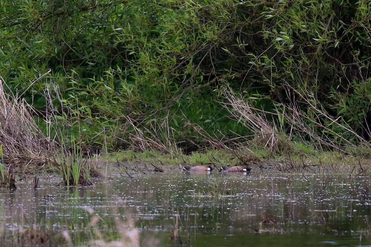 Blue-winged Teal - Marie O'Shaughnessy