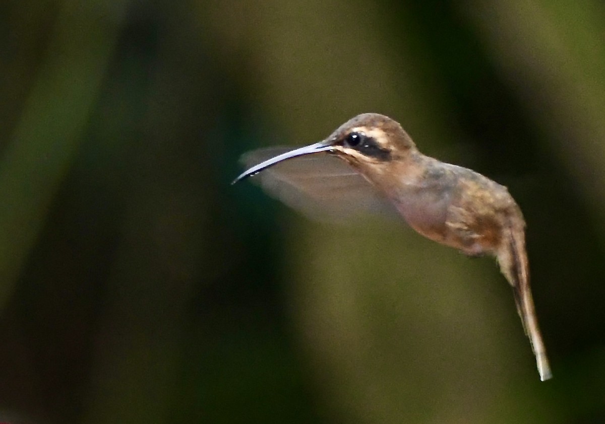 Stripe-throated Hermit - mark perry