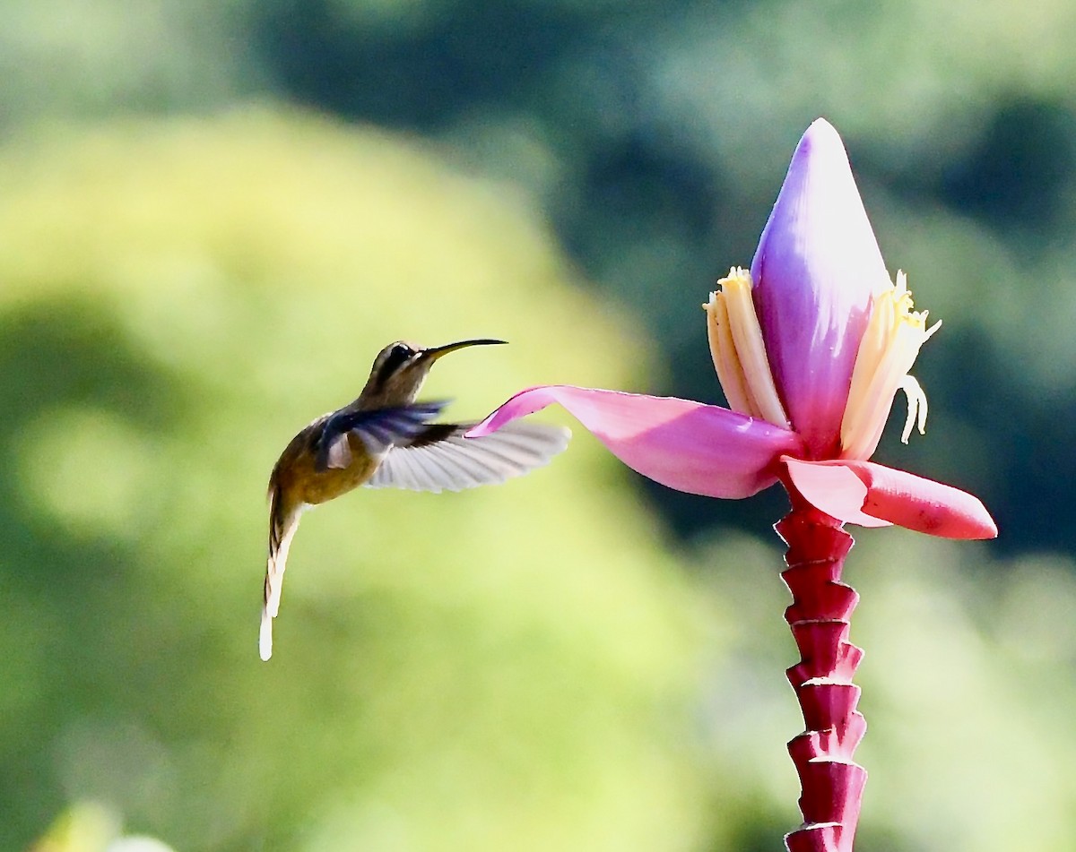 Stripe-throated Hermit - mark perry