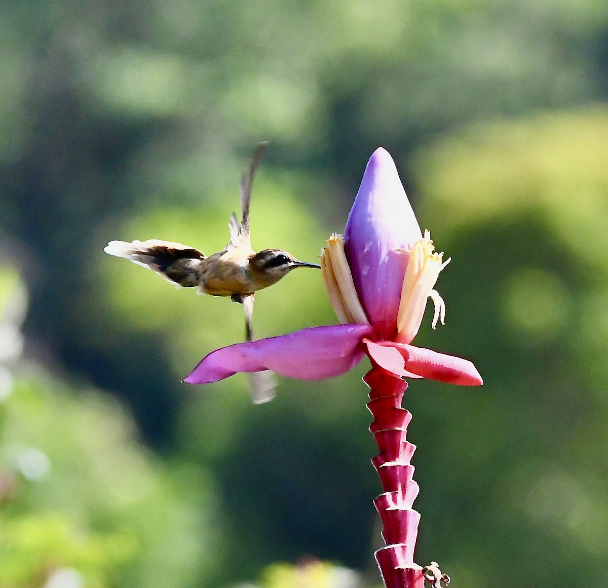 Stripe-throated Hermit - mark perry