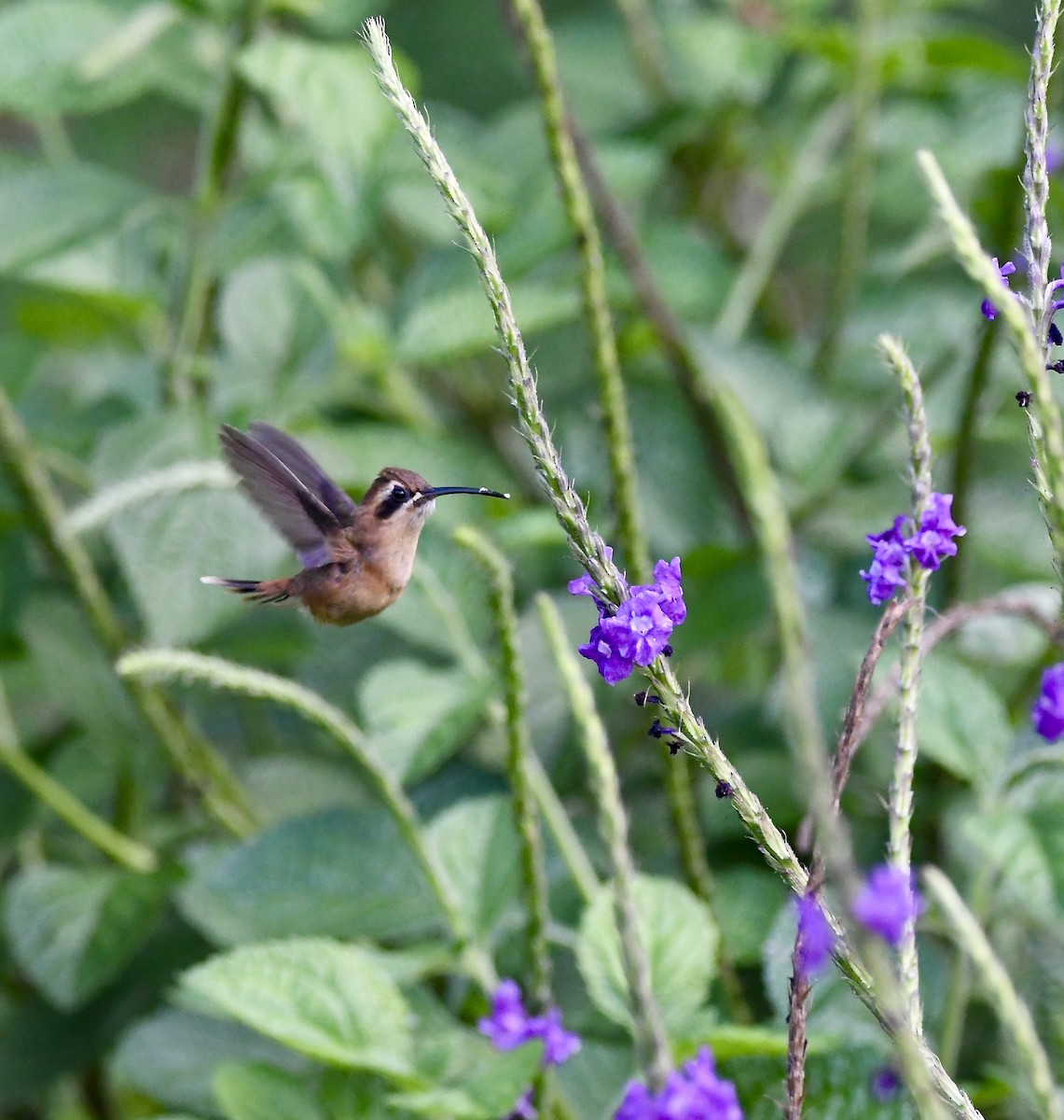 Stripe-throated Hermit - mark perry