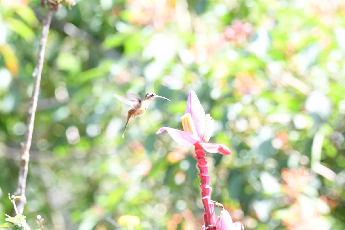 Stripe-throated Hermit - mark perry