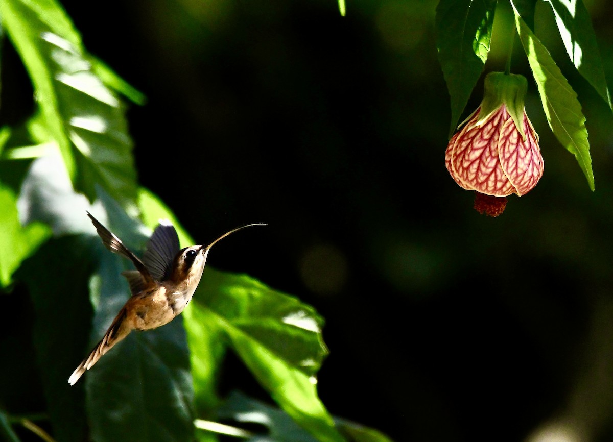 Stripe-throated Hermit - mark perry