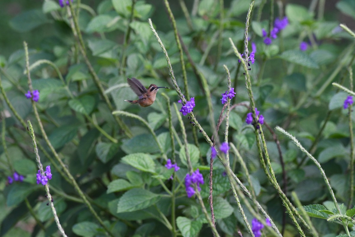 Stripe-throated Hermit - mark perry