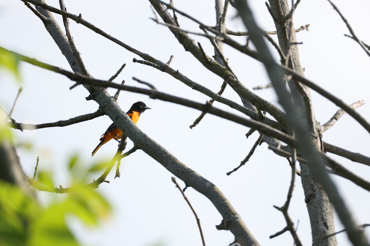Baltimore Oriole - Lindsey Mitchell