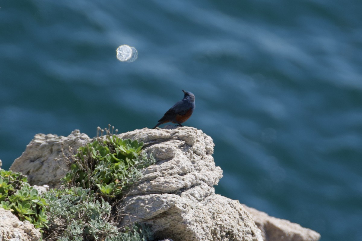 Blue Rock-Thrush - Fran Kim