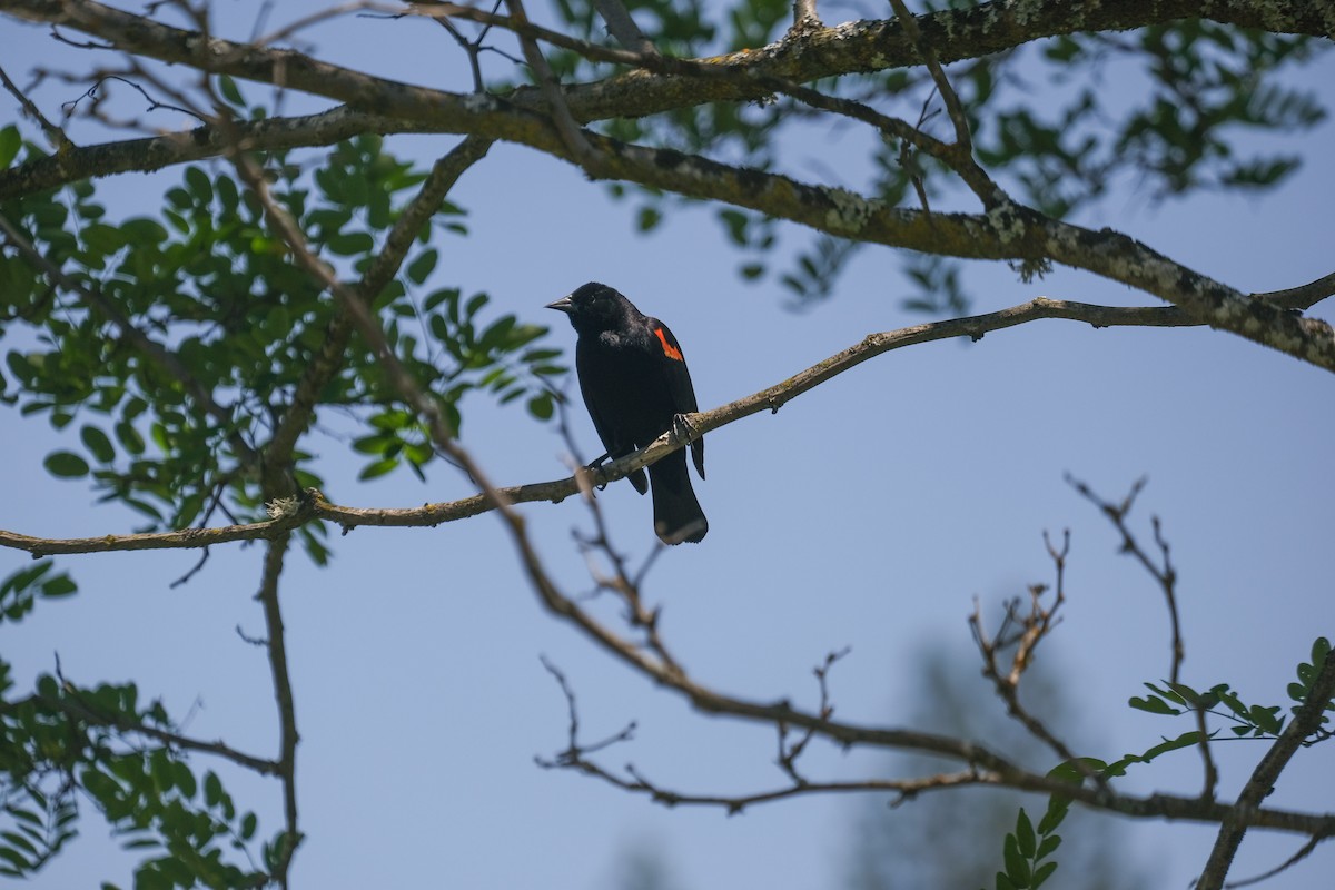 Red-winged Blackbird - Rodolfo Ramírez
