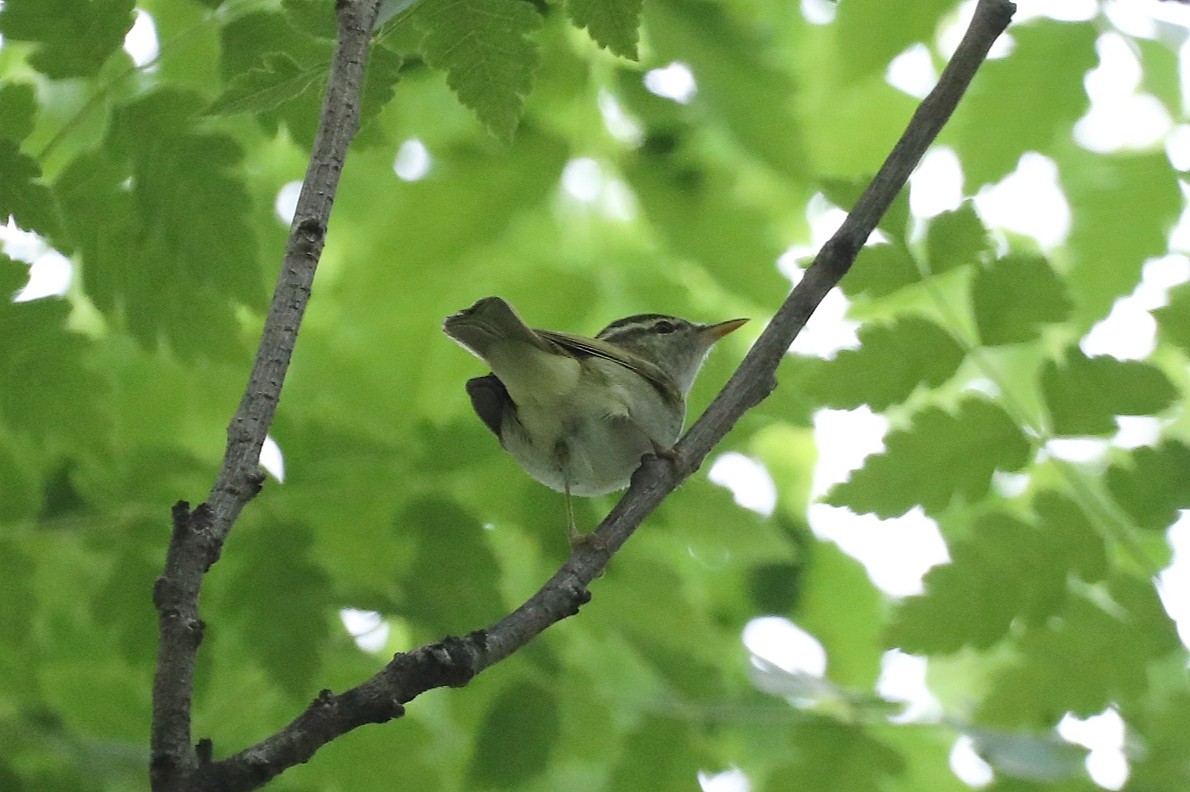 Two-barred Warbler - Starlit Chen