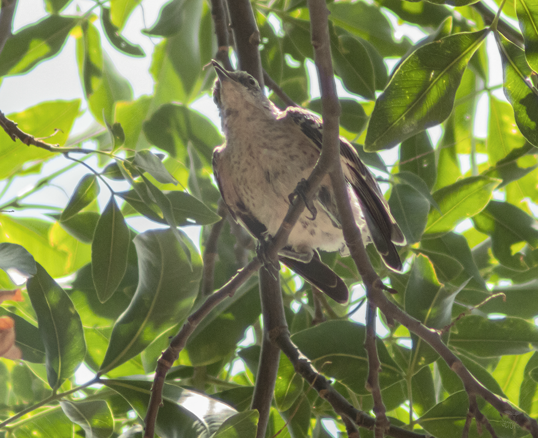 Northern Mockingbird - Alejandro Sautié Viera