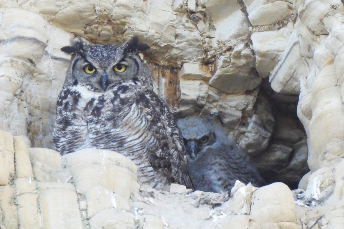 Great Horned Owl - Michael I Christie