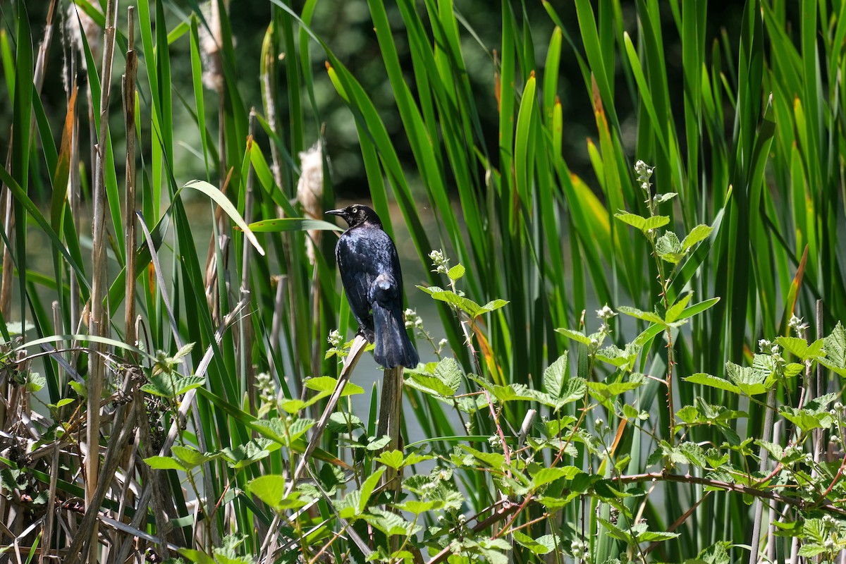 Brewer's Blackbird - Rodolfo Ramírez