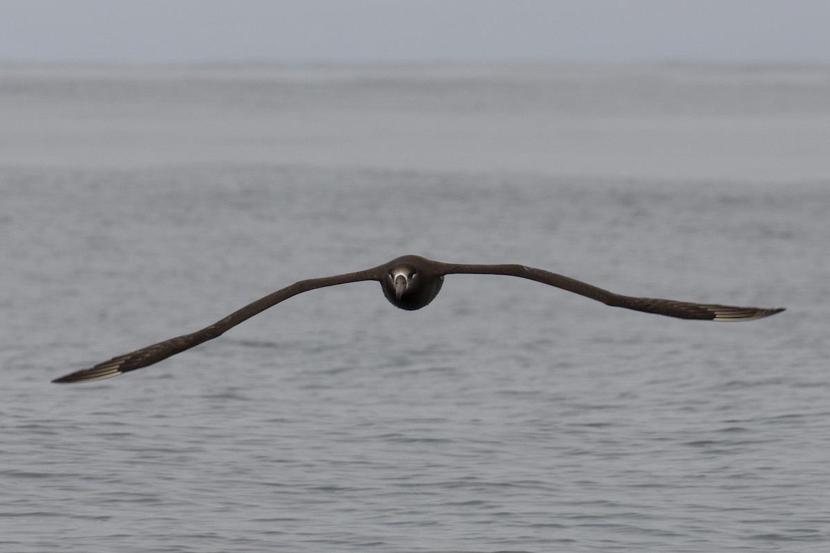 Black-footed Albatross - Mark Sawyer