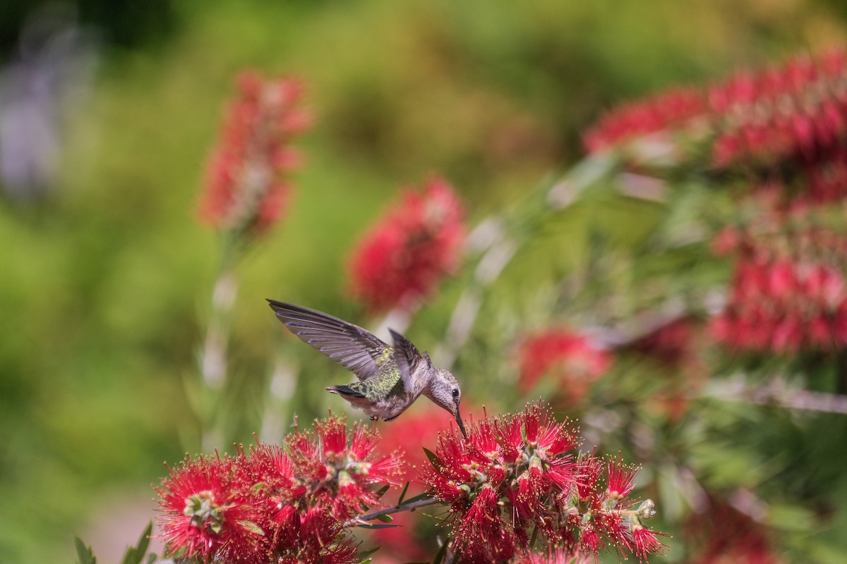 Anna's Hummingbird - Rodolfo Ramírez