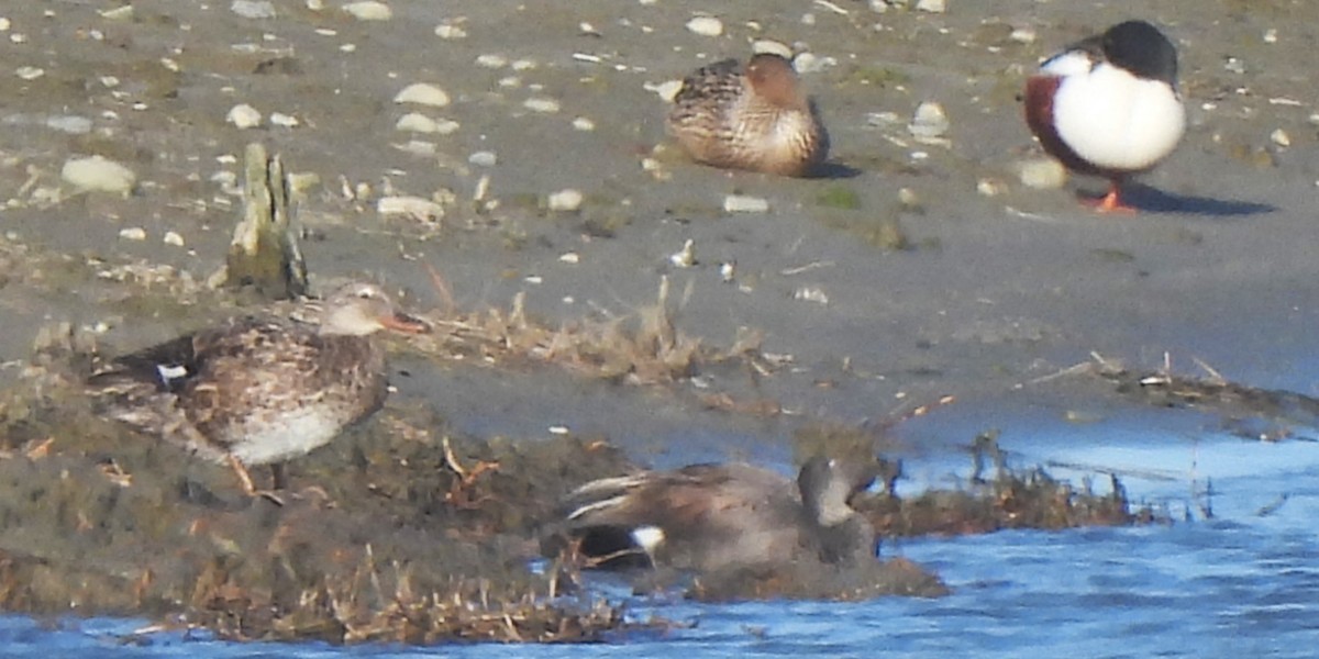 Northern Shoveler - Michael I Christie