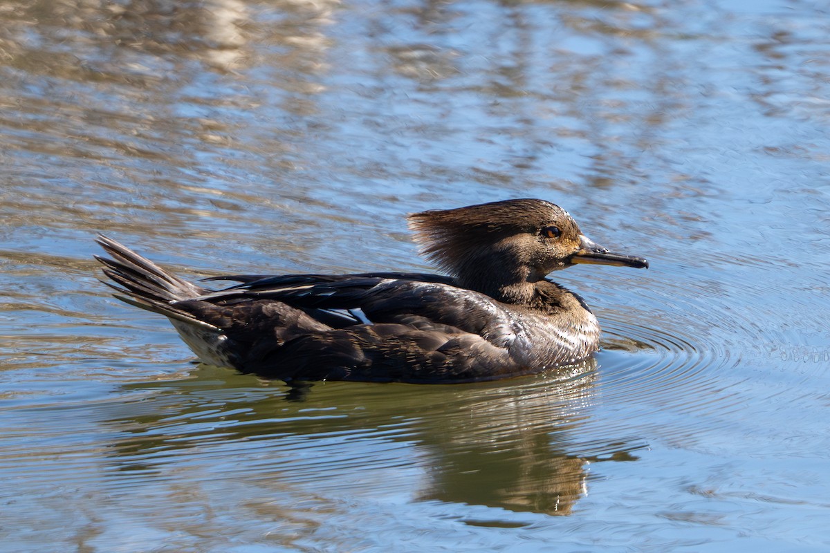 Hooded Merganser - Murthy Putrevu