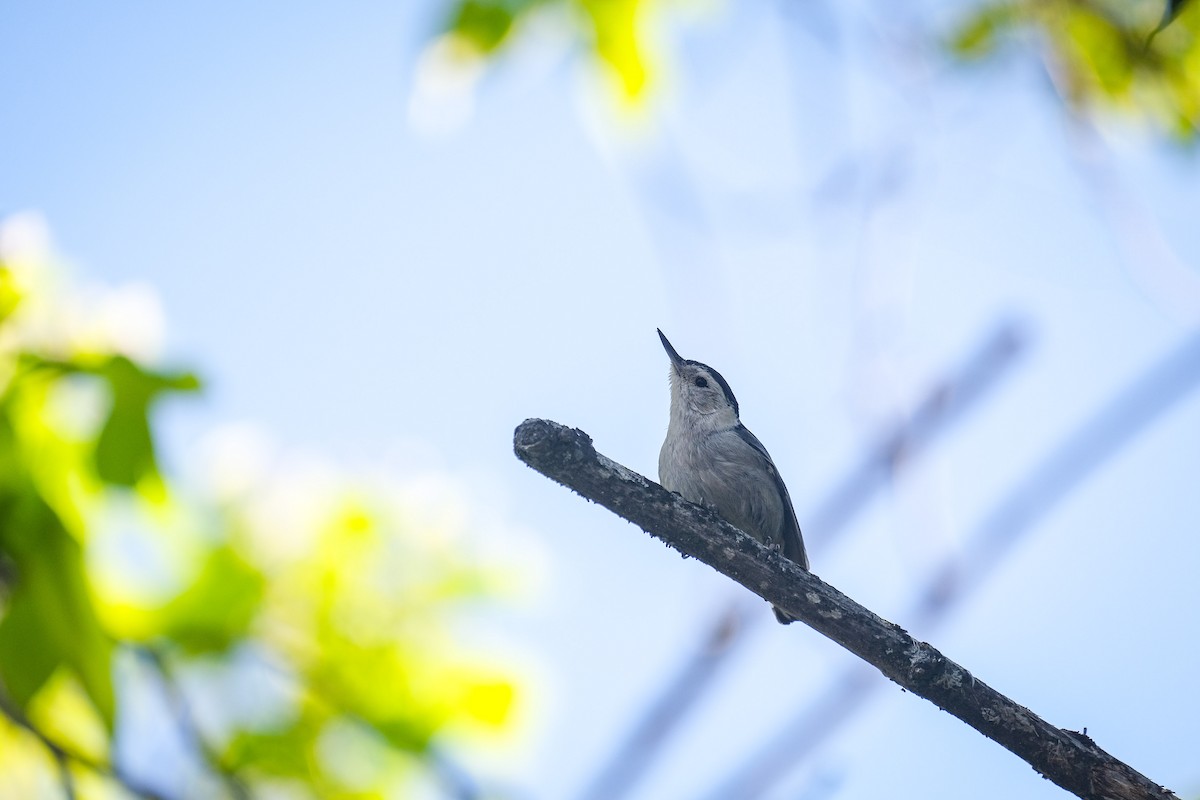 White-breasted Nuthatch - Rodolfo Ramírez