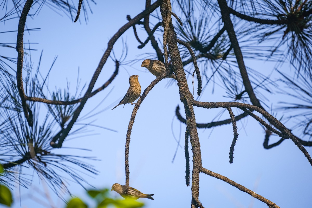 House Finch - Rodolfo Ramírez