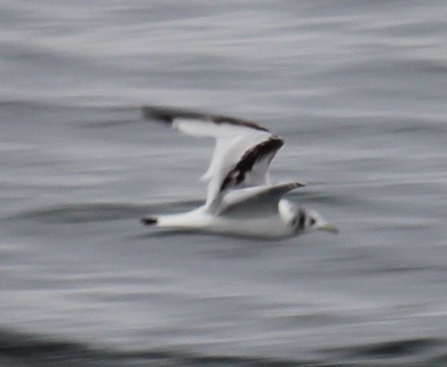 Black-legged Kittiwake - Milton Vine